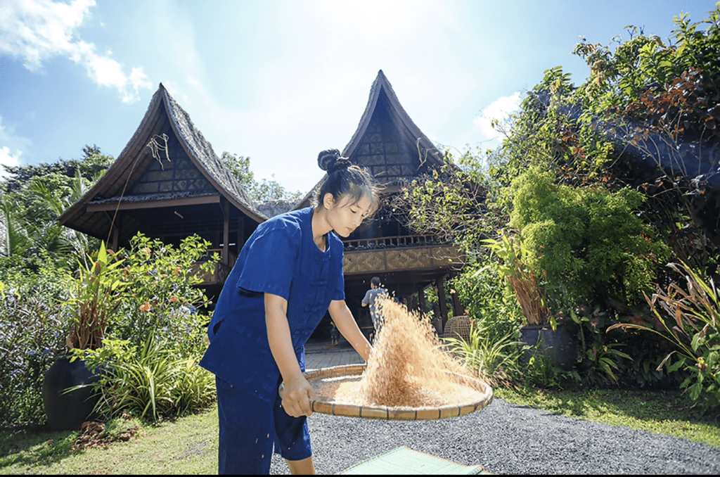 Local Farm, rice farming, culture