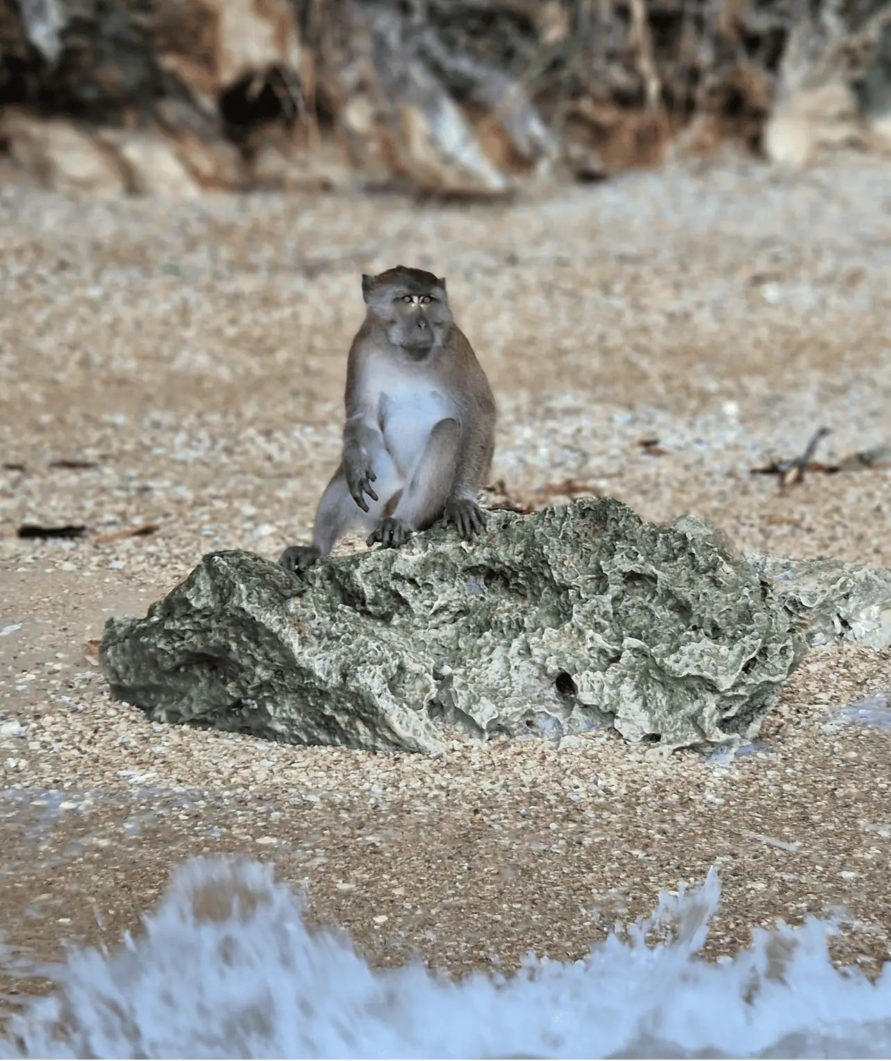 Monkey Beach Phi Phi Islands wild macaques
