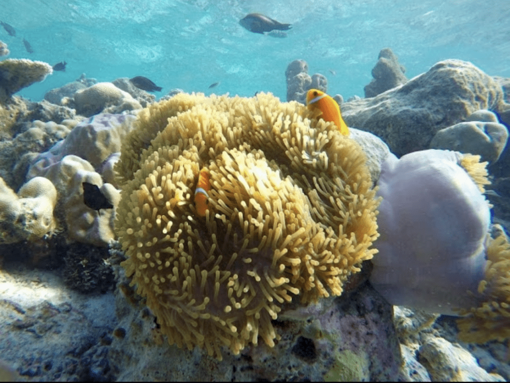 Snorkeling Similan Islands Surin Islands