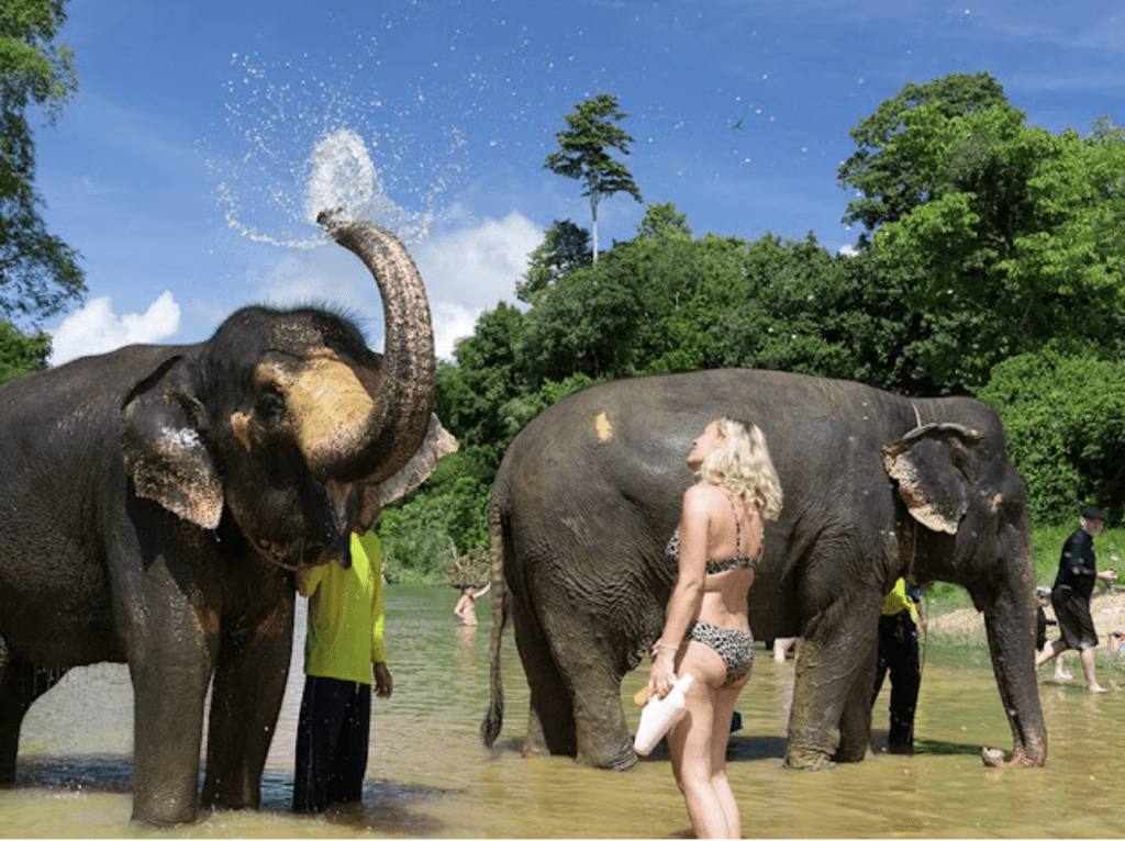 Khao Sok National Park, Elephants