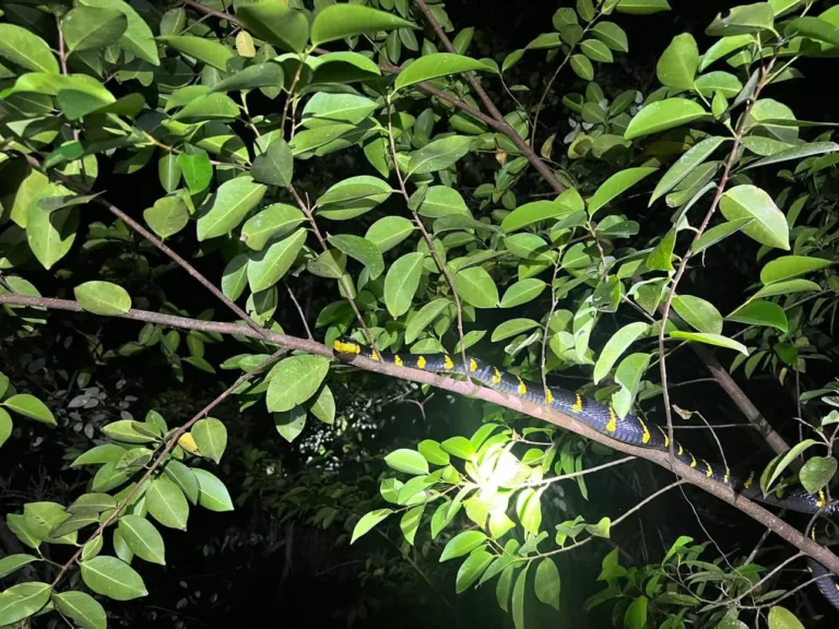Night Safari Khao Lak , Mangrove snakes