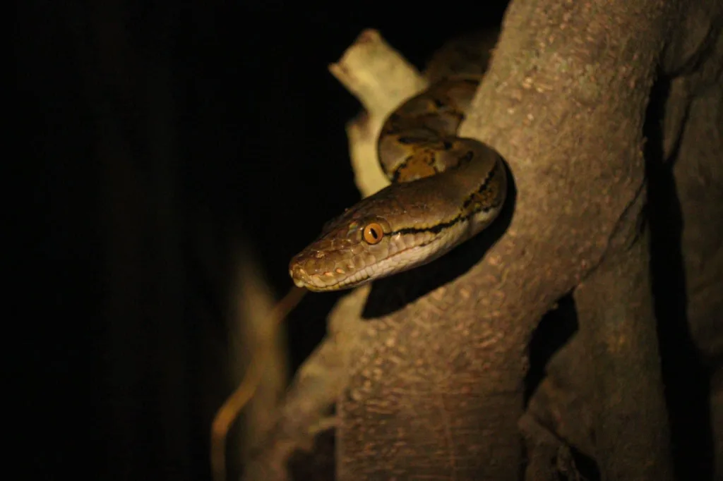 Snake Night Safari