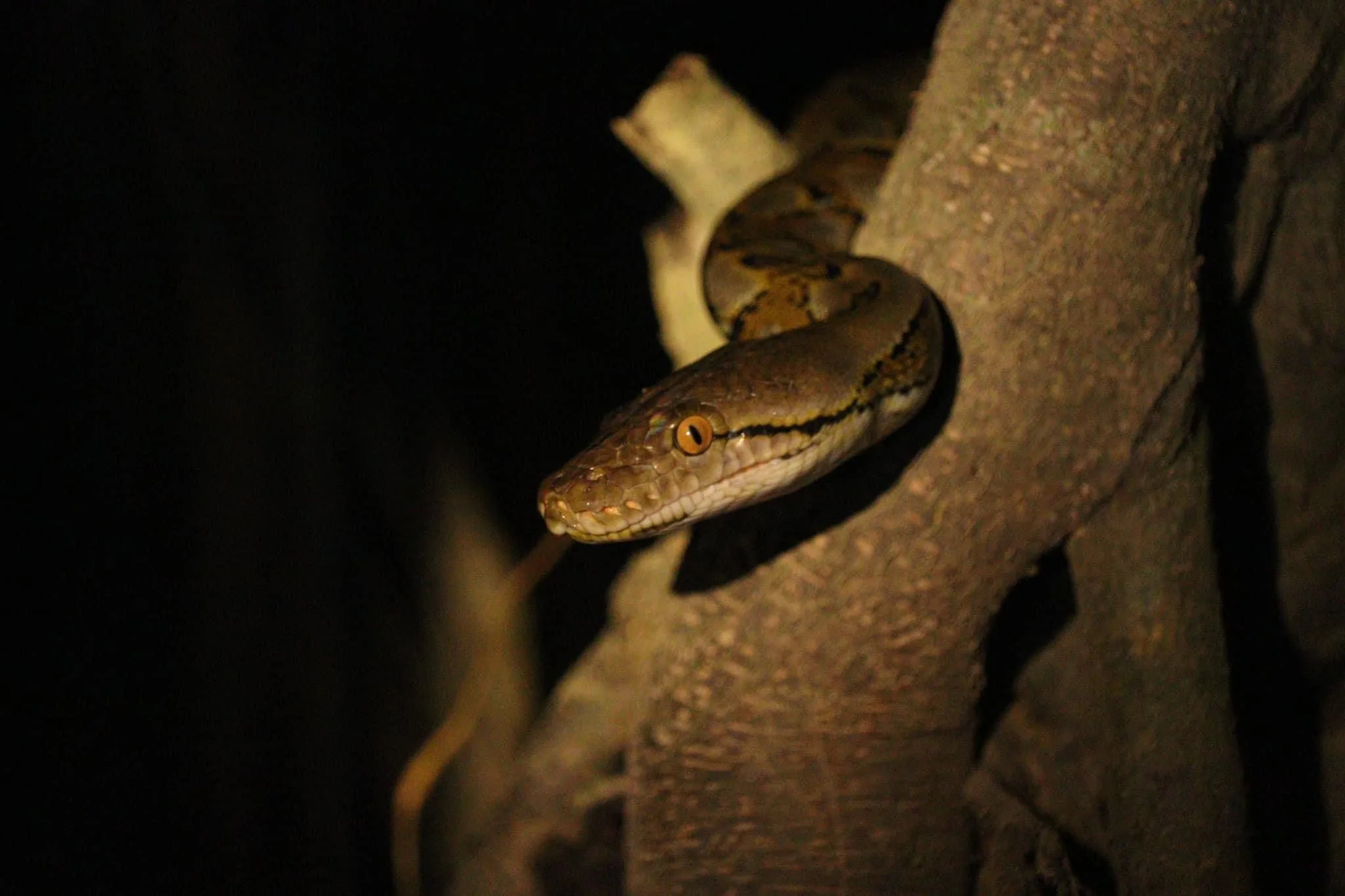 Nocturnal snake Night Safari jungle trek Khao Lak Thailand after dark wildlife
       loading=