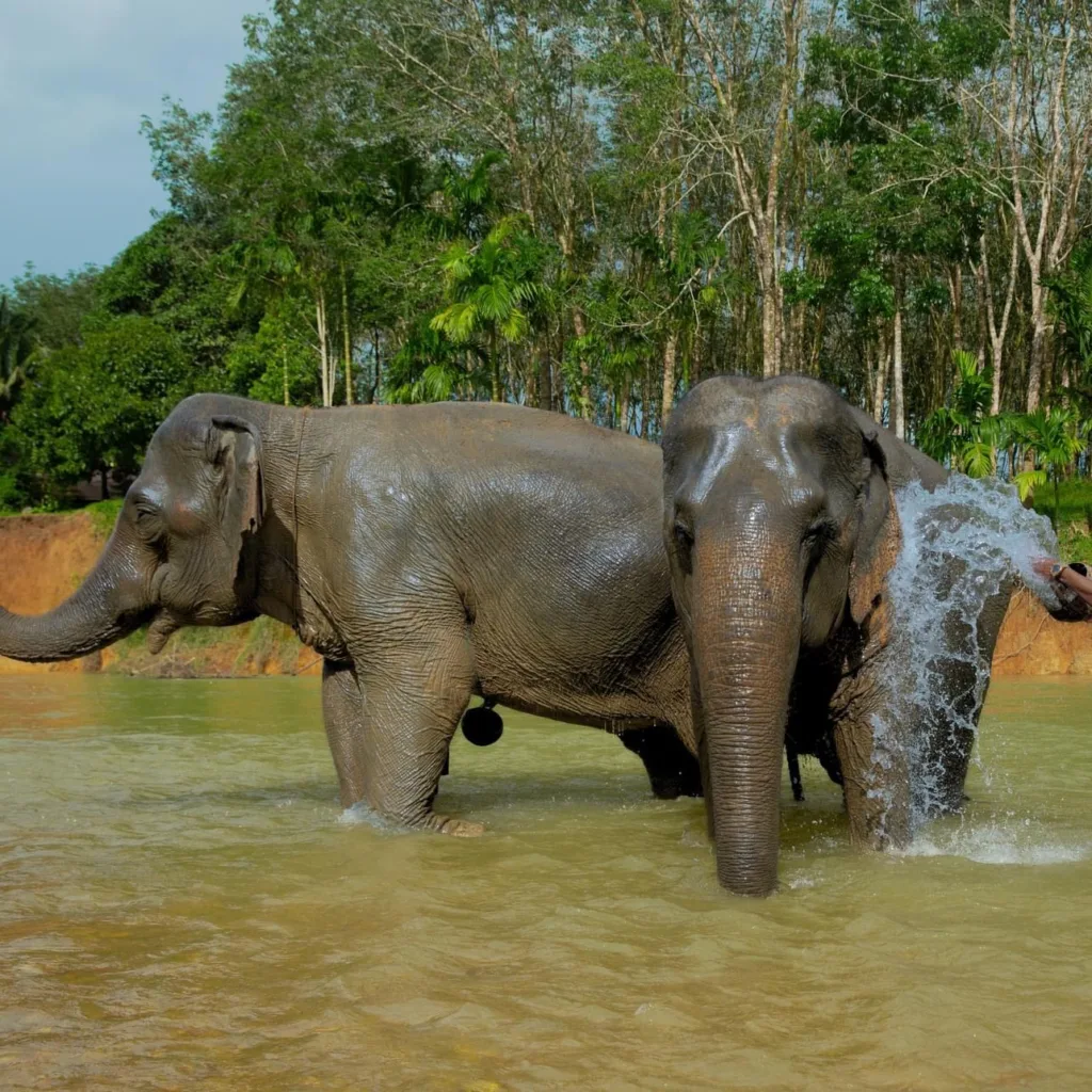 Khao Sok Elephants