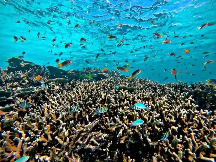 Surin Islands underwater world snorkelling number one Thailand