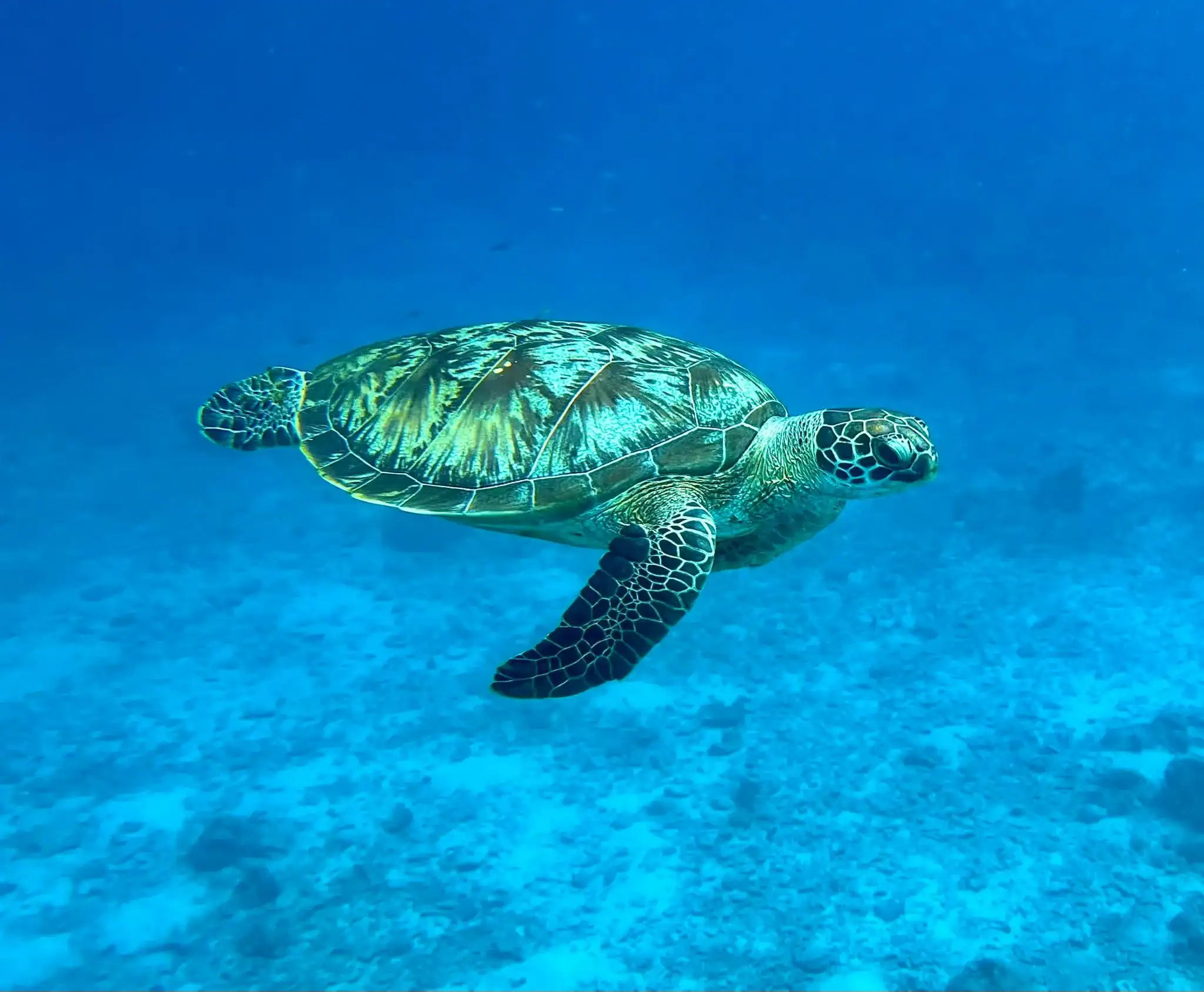 Sea turtle spotted at Similan Islands snorkeling tour from Khao Lak