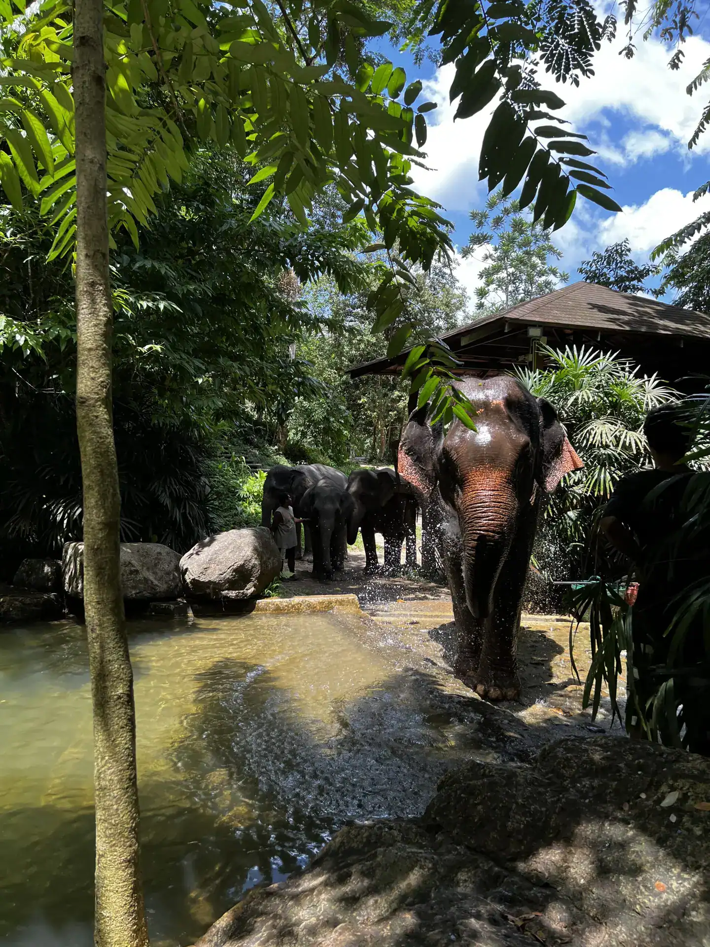 Guests meeting elephants at the Phang Nga Elephant Park on the Khao Lak Safari