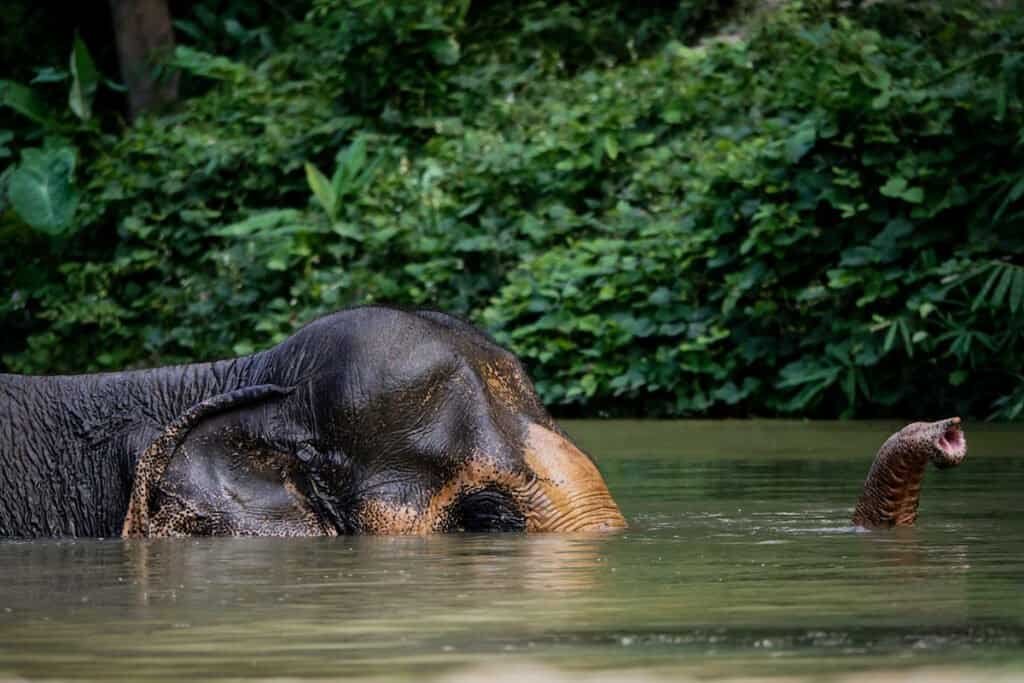 Phang Nga Elephant Sanctuary