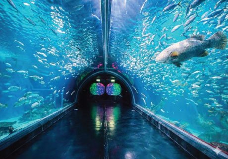 Phuket Aquarium Indoor Activity