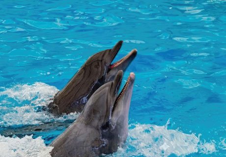Phuket Dolphin Bay Show for Kids