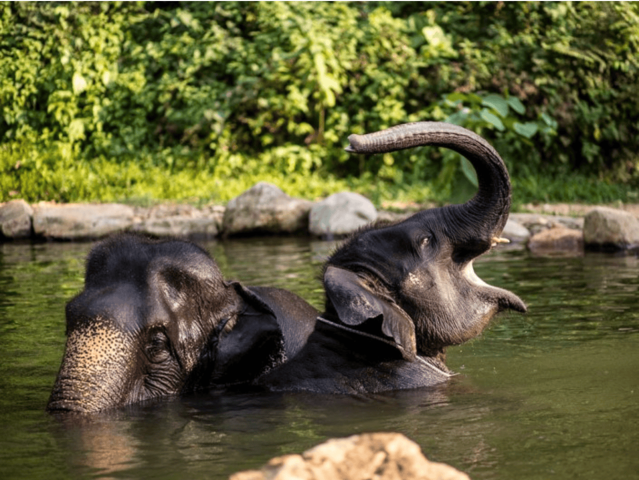 Khao Lak Safari elephant bathing no riding