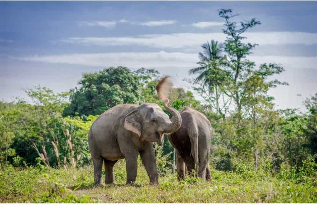 Phuket Elephant Sanctuary Ethical No Riding No Bathing