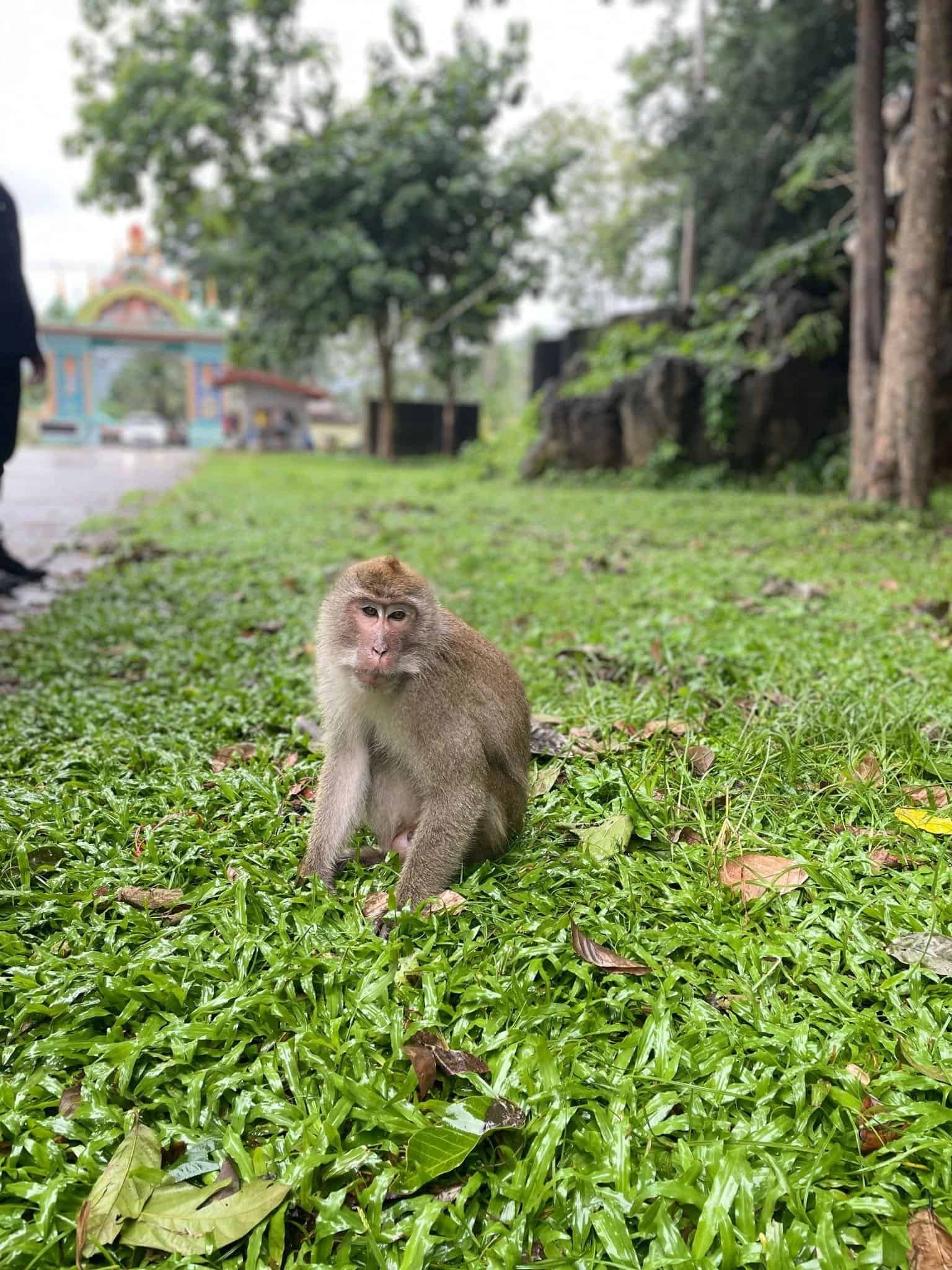 A small monkey at the Monkey Temple in Khao Sok