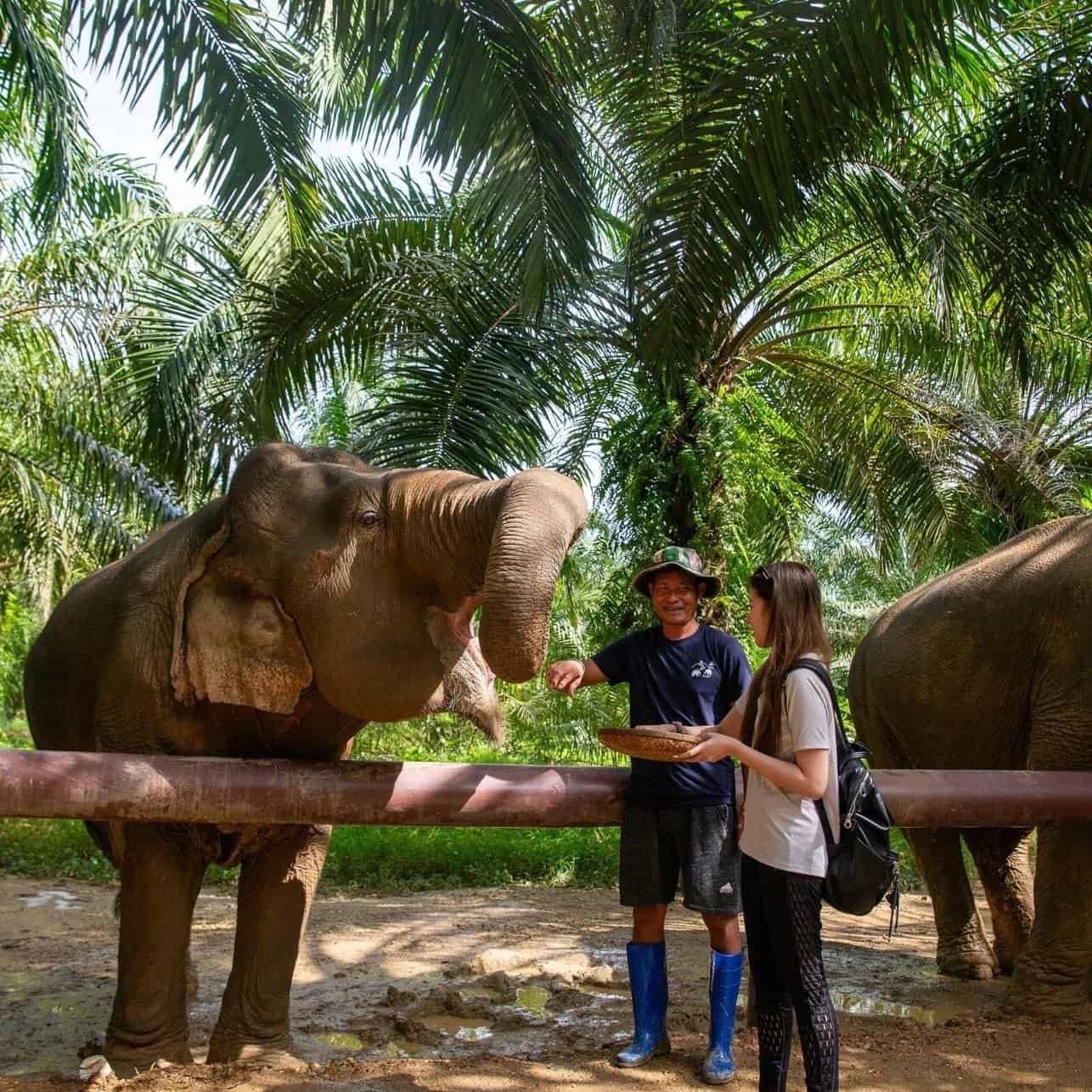 Elephant conservation centre on the Khao Sok Day Tour