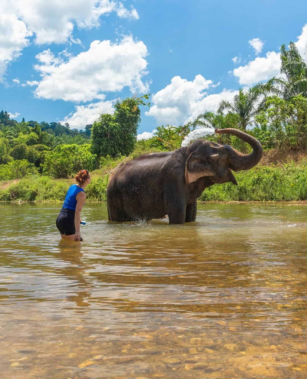 An elephant bathing in the river on the Khao Sok Day Tour