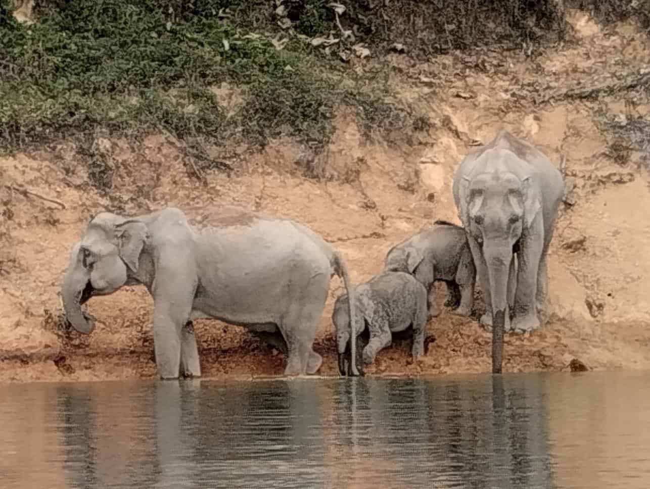 Wild elephant family Khao Sok National Park Cheow Lan Lake
