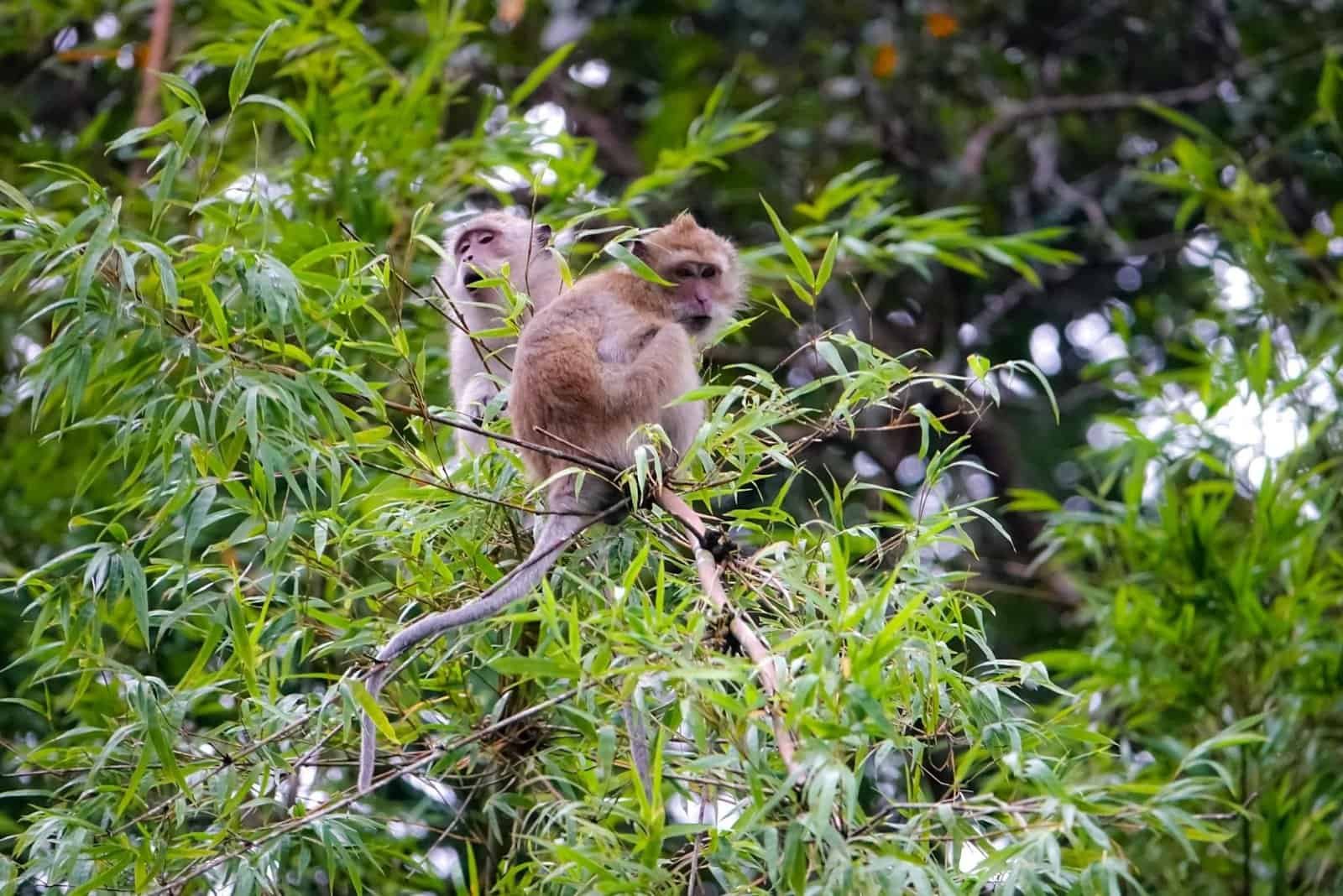 Macaques Khao Sok National Park long-tailed monkeys