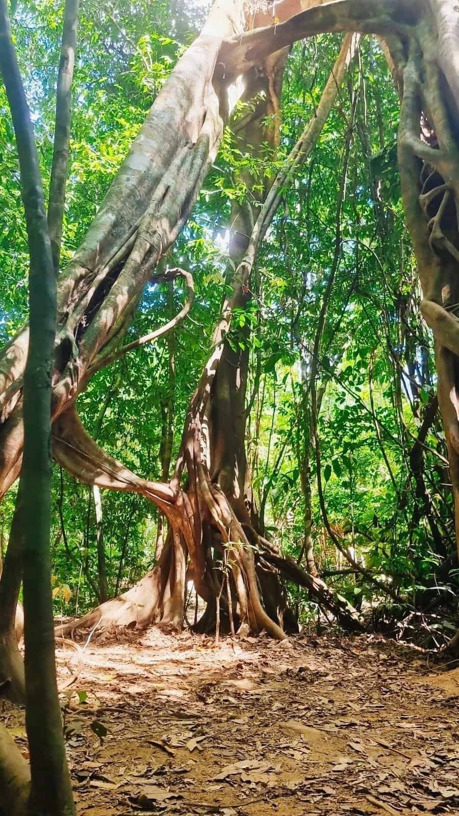 Guided jungle trek Khao Sok National Park licensed guide