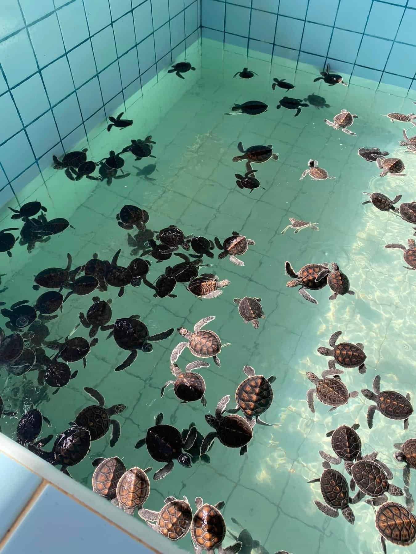 Baby sea turtles at the turtle conservation centre on the Khao Lak Safari