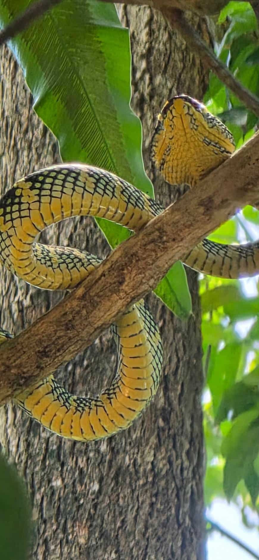 A snake resting in a tree along the bamboo rafting river on the Khao Lak Safari