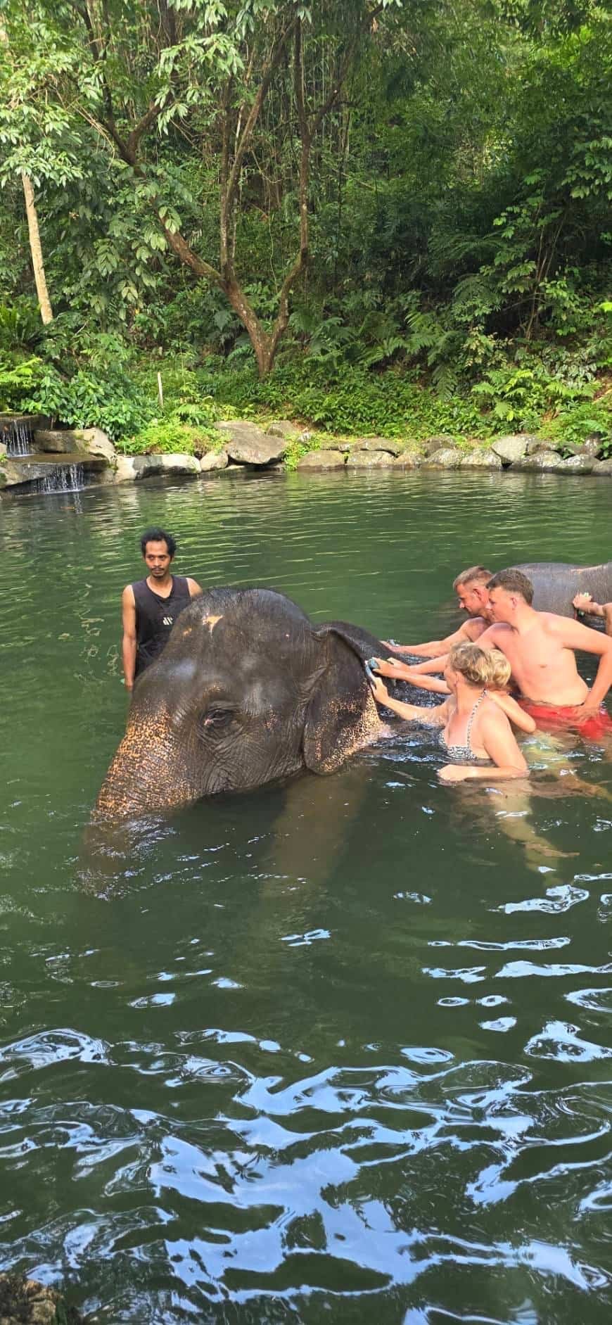 Bathing an elephant in a natural pool at the Phang Nga Elephant Park