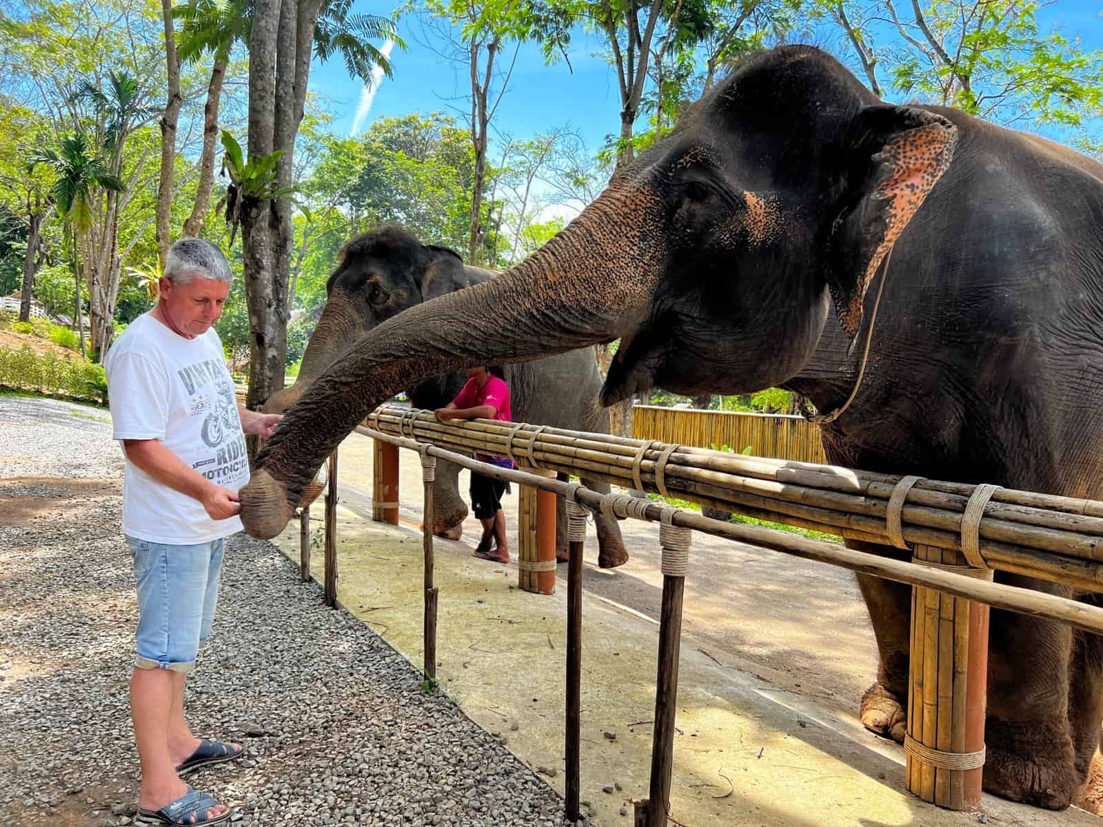 Prepare & Feed the Elephants