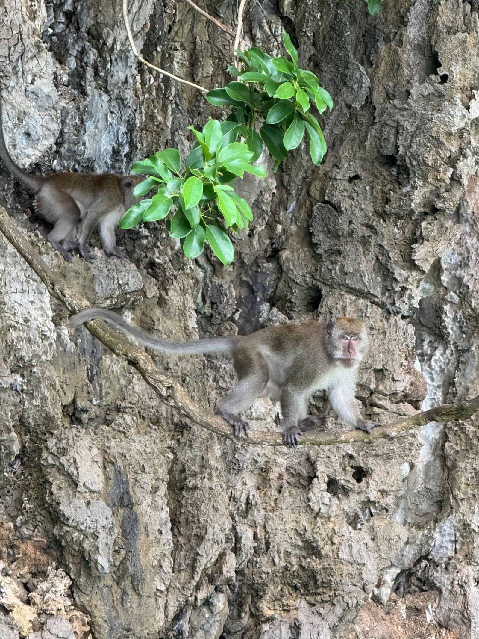 Lunch, Village & Monkey Beach