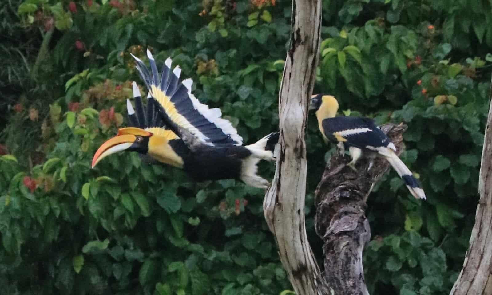 Hornbills Khao Sok National Park Thailand wildlife