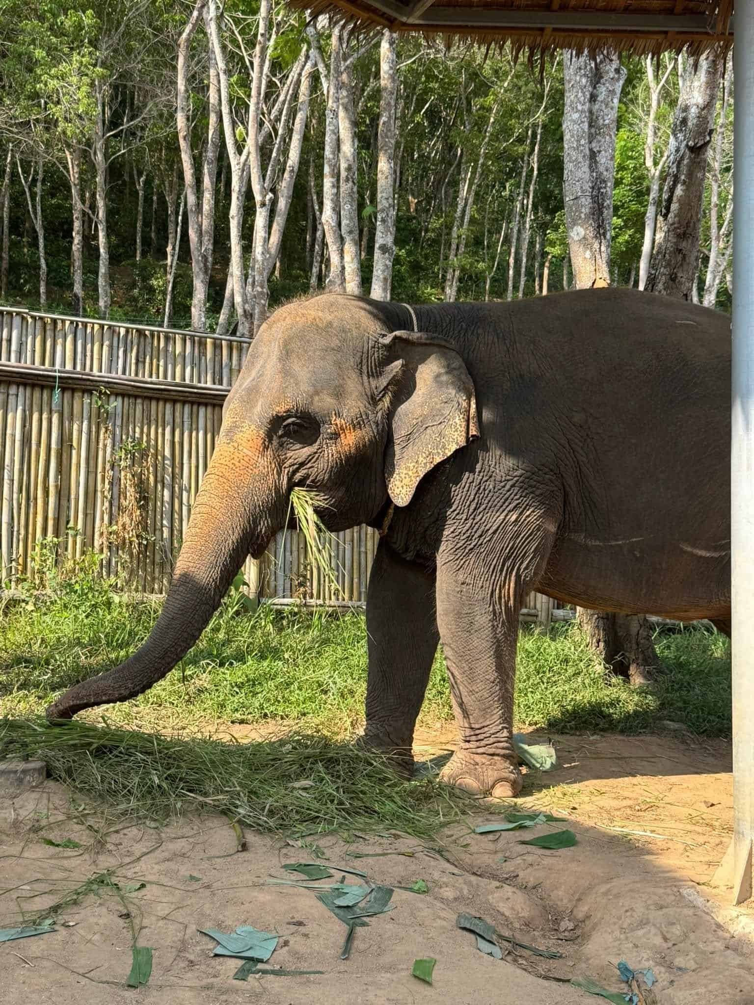 Ethical Introduction & Elephant Stories